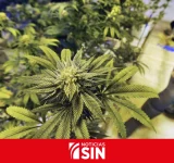 El zar antidrogas dice que Bolivia «ha sido» y «es un refugio de narcotraficantes»