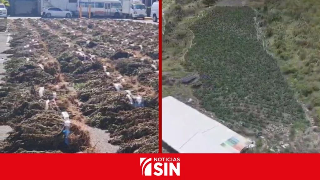 DNCD desmantela otra gran siembra con más de 15 mil plantas de marihuana en Ocoa