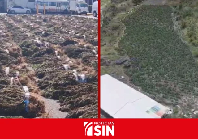 DNCD desmantela otra gran siembra con más de 15 mil plantas de marihuana en Ocoa