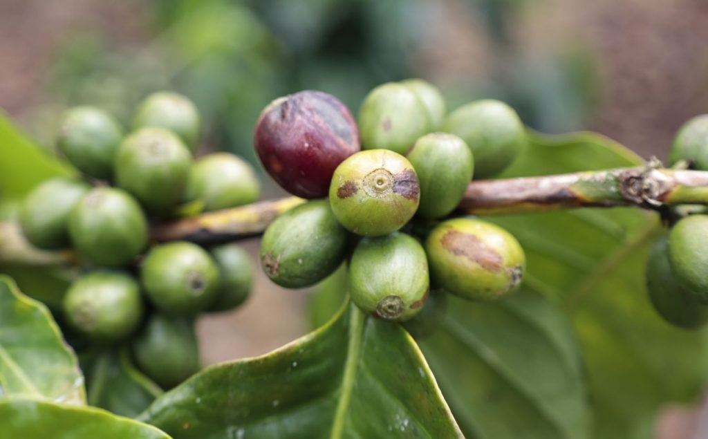 Café dominicano se exportó a más de Fifty three mercados internacionales