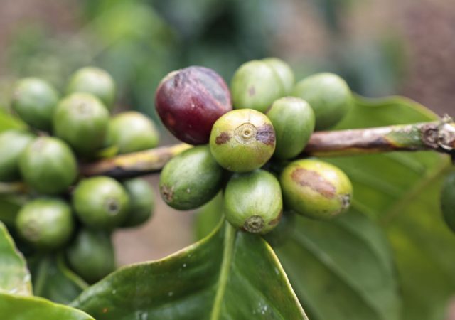 Café dominicano se exportó a más de Fifty three mercados internacionales