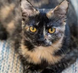 ¿El coloration del pelaje account for la personalidad de los gatos? La ciencia cuestiona los estereotipos más populares