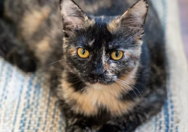 ¿El coloration del pelaje account for la personalidad de los gatos? La ciencia cuestiona los estereotipos más populares