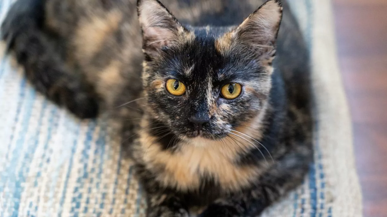 ¿El coloration del pelaje account for la personalidad de los gatos? La ciencia cuestiona los estereotipos más populares