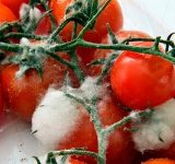 Pérdida de alimentos frescos y su impacto en la seguridad alimentaria
