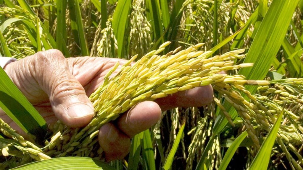 El arroz enfrenta a República Dominicana y Estados Unidos por apertura del mercado