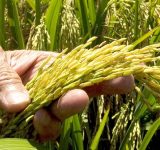 El arroz enfrenta a República Dominicana y Estados Unidos por apertura del mercado