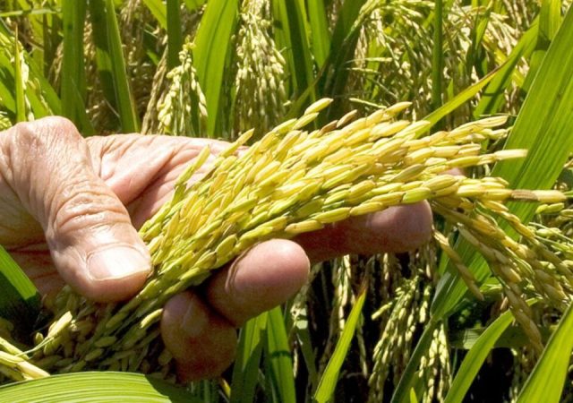 El arroz enfrenta a República Dominicana y Estados Unidos por apertura del mercado