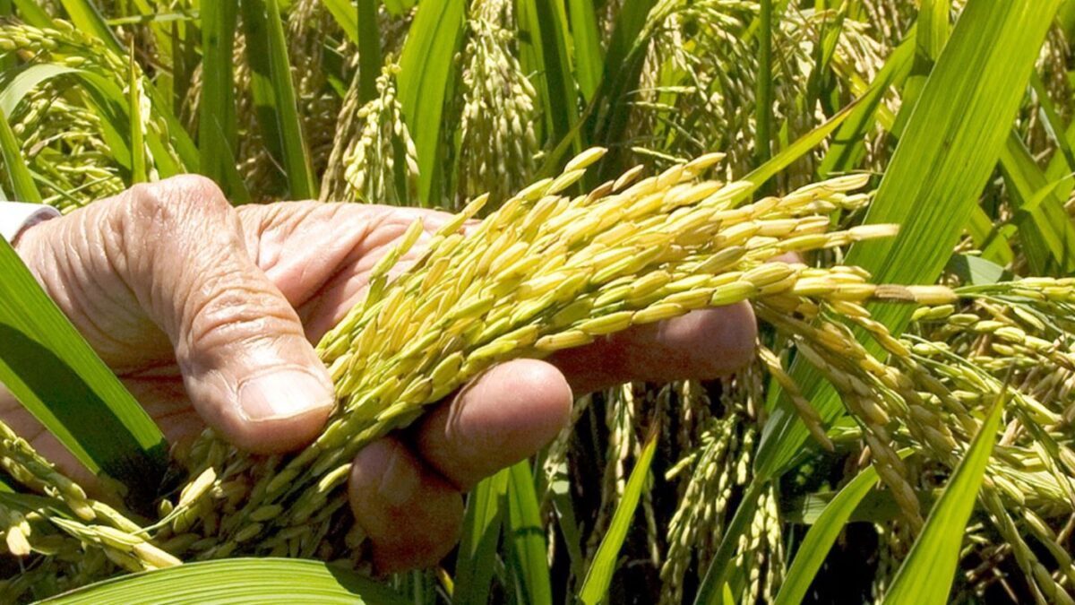 El arroz enfrenta a República Dominicana y Estados Unidos por apertura del mercado