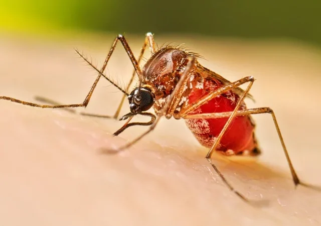 Dengue sube a 213 casos; Salud reporta 11 contagios en 7 días