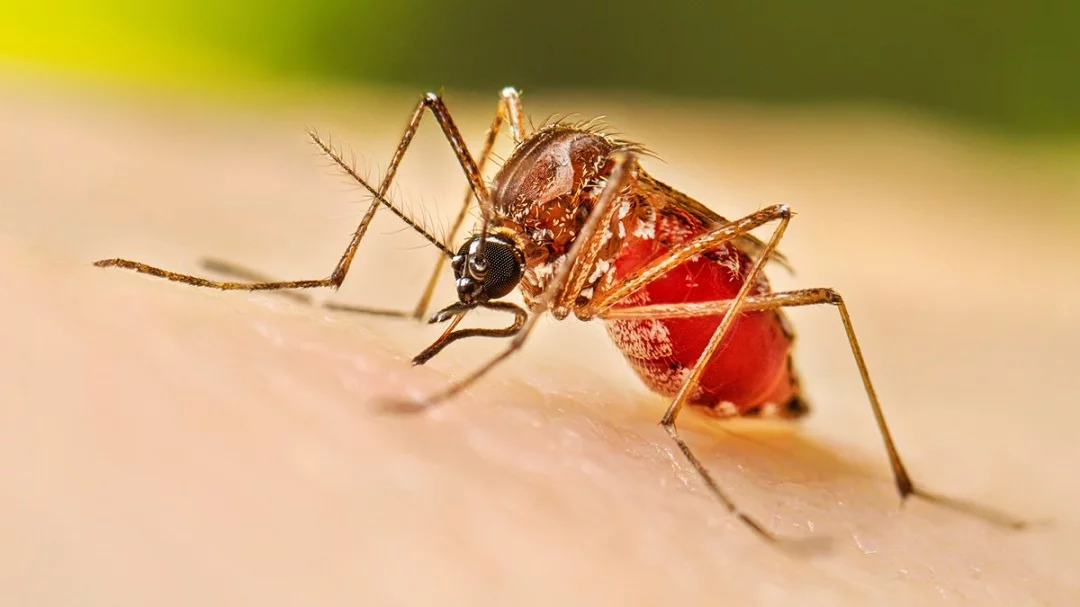 Dengue sube a 213 casos; Salud reporta 11 contagios en 7 días