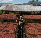 Cacao dominicano aporta más de US$2,642 millones divisas desde 2019