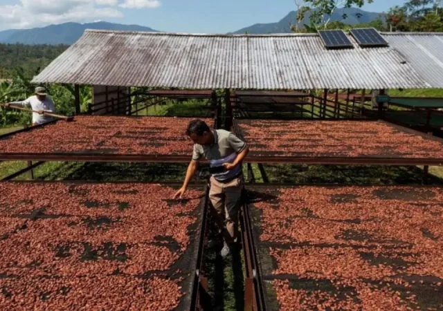 Cacao dominicano aporta más de US$2,642 millones divisas desde 2019