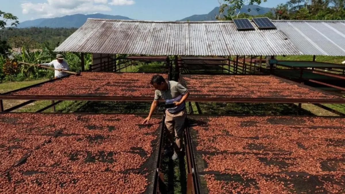 Cacao dominicano aporta más de US$2,642 millones divisas desde 2019