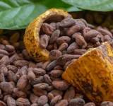 País adapta producción cacao a nuevas normas de la Unión Europea