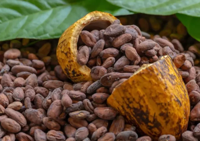 País adapta producción cacao a nuevas normas de la Unión Europea