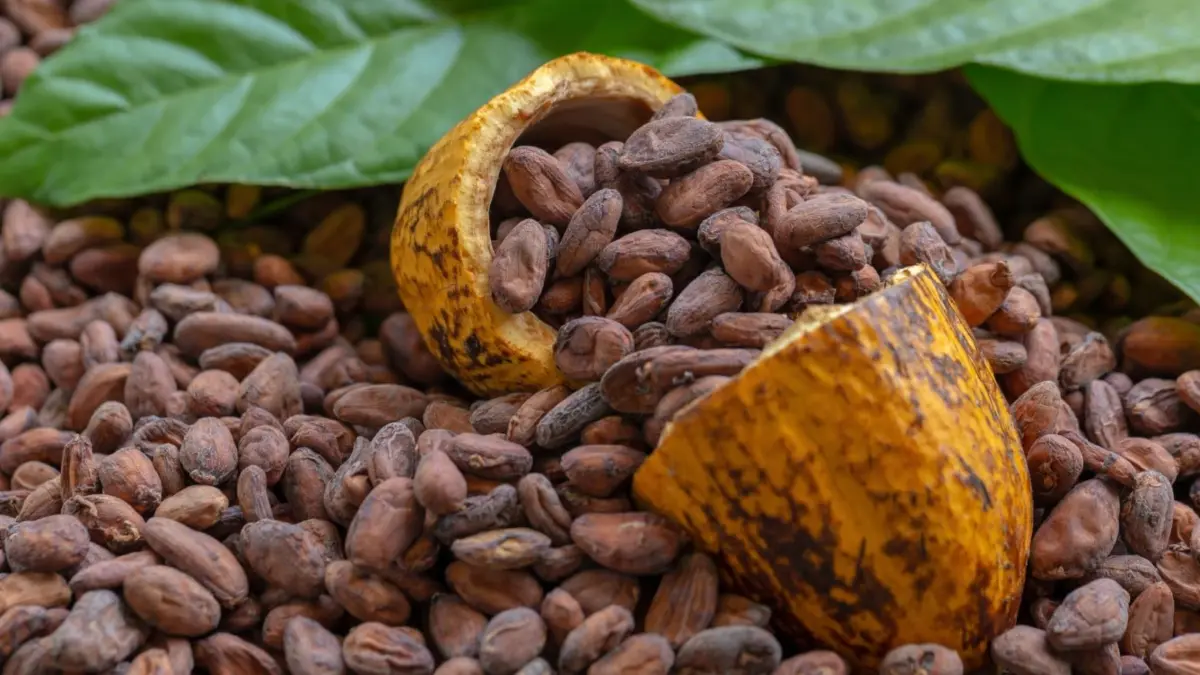 País adapta producción cacao a nuevas normas de la Unión Europea